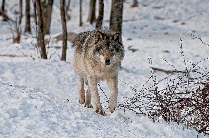 18 января на лыжню в районе лыжной базы «Снежинка» вышли 3 волка